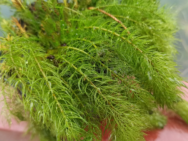 quirliges Tausendblatt - Myriophyllum verticillatum